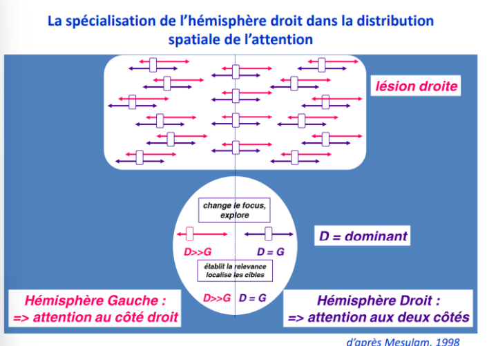 ➢ Le lobe pariétal droit oriente son attention sur les 2 champs.
➢ Le lobe pariétal gauche oriente son attention uniquement sur son champs.
→Donc importance en cas de lésion !