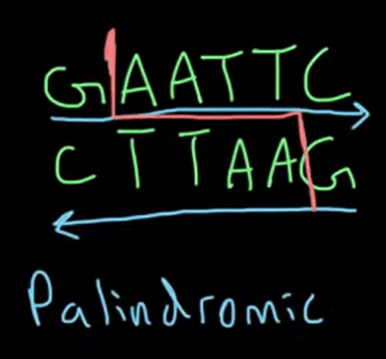 <p>Nucleic acid sequence: read the same antiparallel (5'-3' same as complementary 5'-3')</p><p>The recognition sequence of both blunt and sticky ends are palindromic.</p>