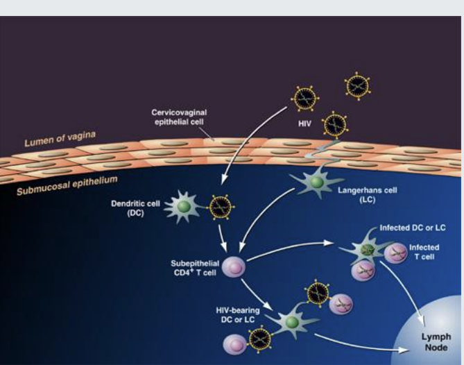 <ul><li><p>Heparan Sulphate Proteoglycans</p></li><li><p>Galactosylceramide</p></li><li><p>alpha3beta7 integrin</p></li><li><p>DC-SIGN</p></li></ul><p>relatively non specific </p><p><em>not essential </em></p>