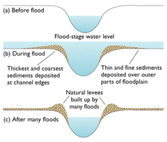 <ol><li><p>during floods, eroded material deposited over flood plain</p></li><li><p>heaviest material deposited closest to the river channel as it gets dropped first when the river slows down and loses energy</p></li><li><p>gradually, deposited material builds up, creating levees along edges of channel</p></li></ol><p>e.g. River Trent, Nottinghamshire</p>