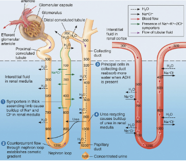 <p><span><span>Which nephron contains aquaporin-2 channels on the apical membrane and where would these be located specifically?</span></span></p>