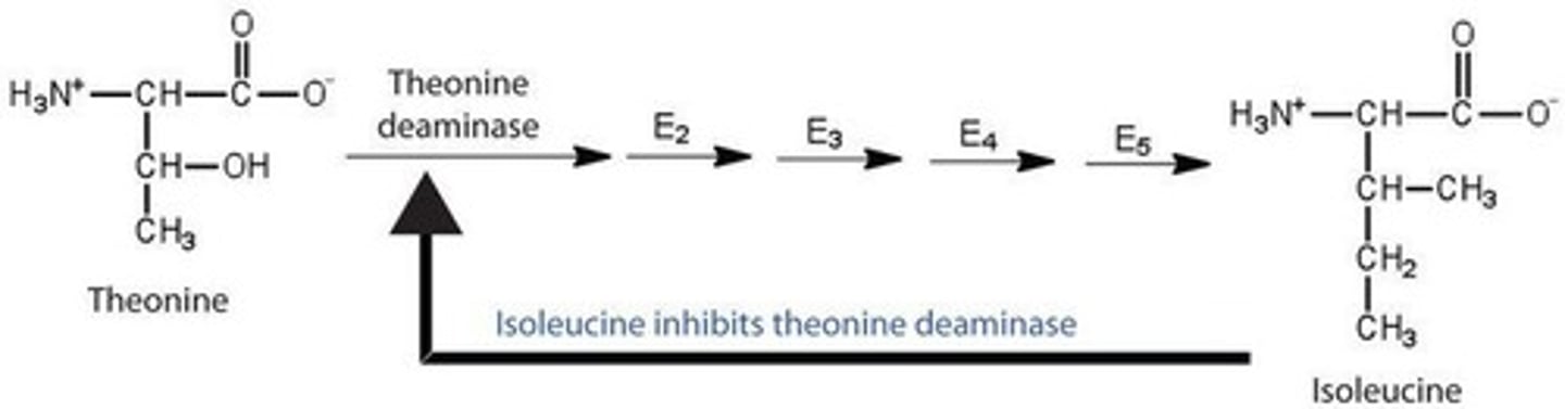 <p>The type of reaction catalyzed (e.g., oxidoreductase).</p>