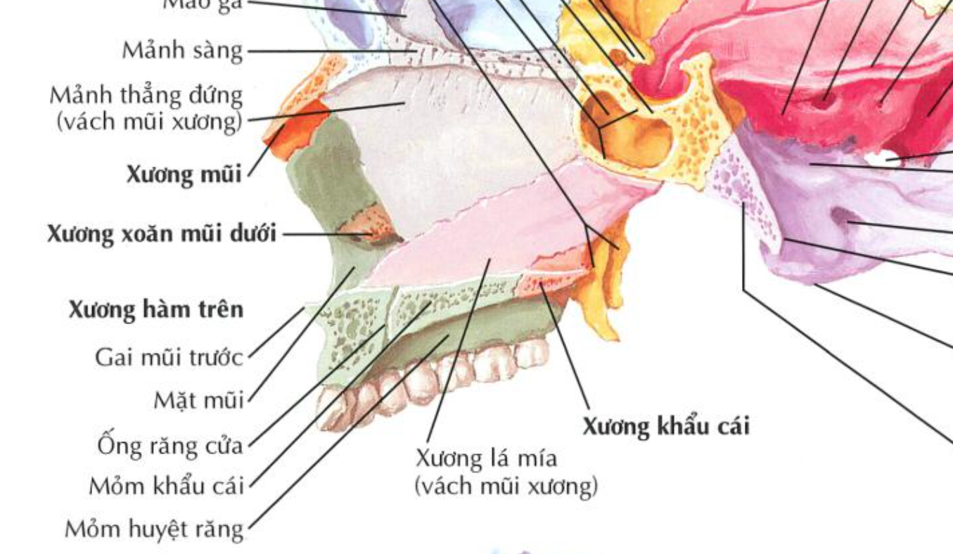 <p><strong>Xương hàm trên <u>KHÔNG</u> tiếp khớp với xương nào sau đây: </strong></p><p class="p1">A. Xương khẩu cái </p><p class="p1">B. Xương trán</p><p class="p1">C. Xương lệ</p><p class="p1">D. Tất cả đều sai</p>