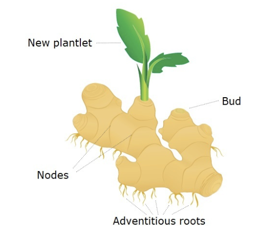 <p>what is rhizomes and an example</p>