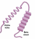 <p>Arises through local folding of the amino acid chain into elements such as alpha-helices and beta-sheets.</p>