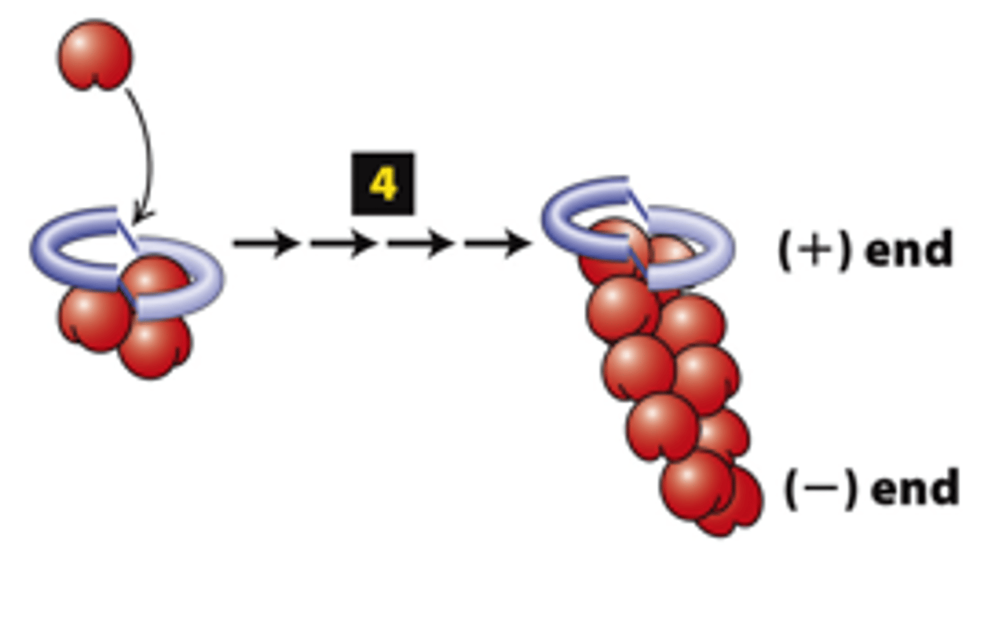 <p>FH2 domains from two formins form a dimer, step 4: The cycle repeats to elongate an unbranched filament.</p><p>The FH2 domain protects the (+) end from being immediately ______________ by (-) end capping proteins</p>