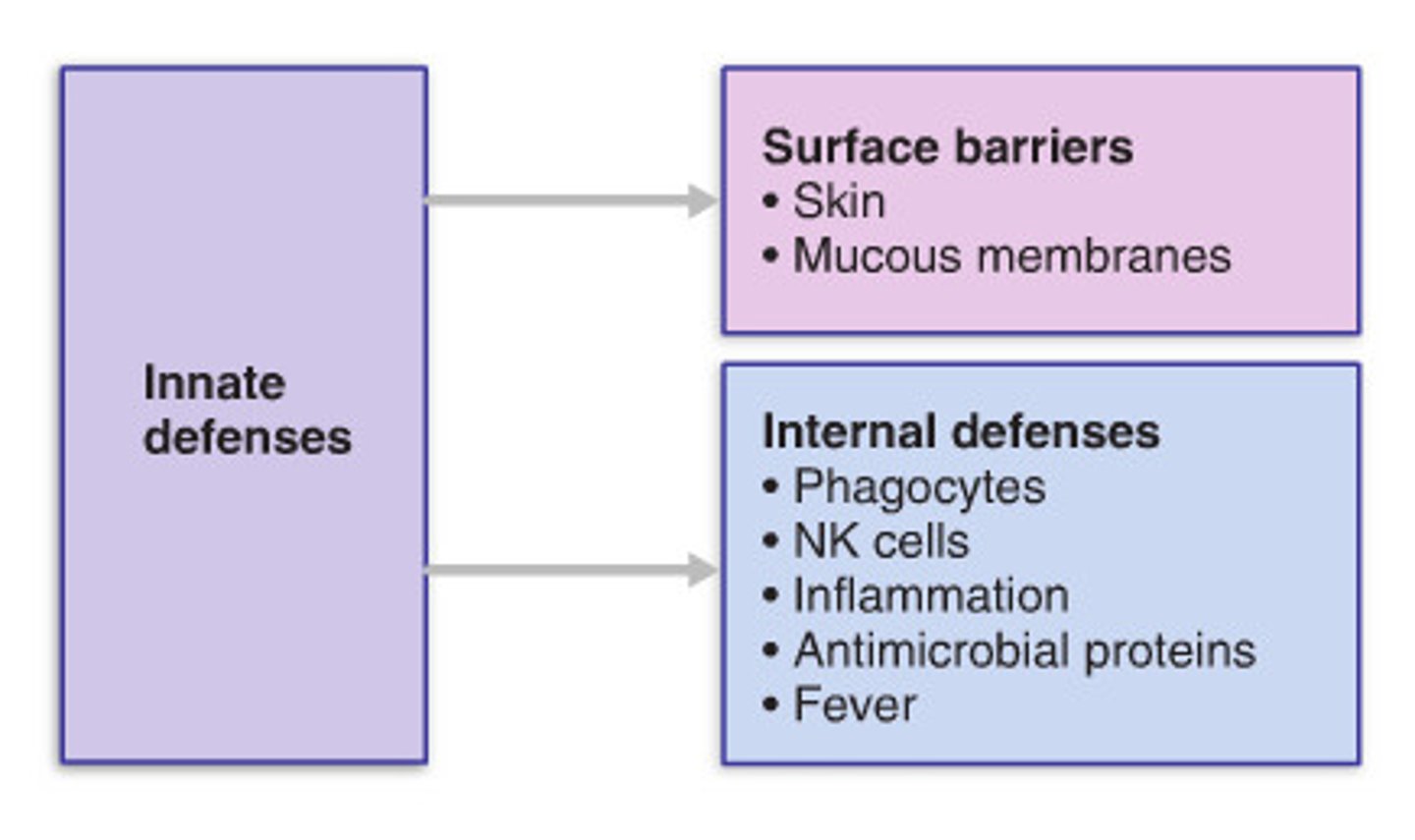 <p>nonspecific, general barriers; from skin to phagocytes to fever to inflammation</p>