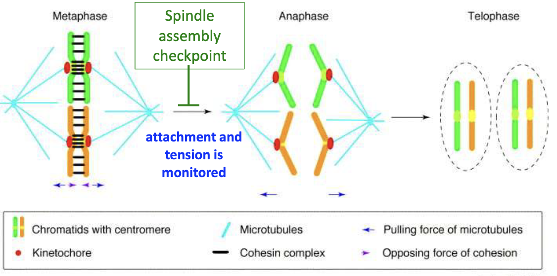 <p><strong>2 Stages: </strong></p><ol><li><p>Kinetochore MT binds one sister chromatid</p></li><li><p>Dynein moves sister chromatid pair to allow opposite MT to bind second chromatid</p></li></ol><ul><li><p><strong>Spindle assembly checkpoint</strong> monitors attachment + tension</p></li></ul><p></p>