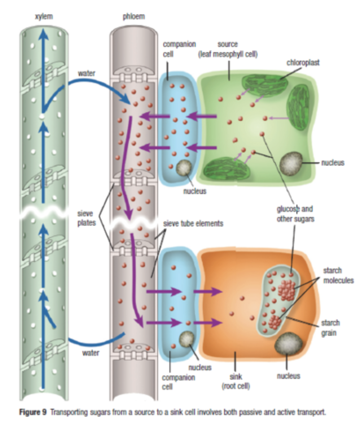 * Sugar molecules leave phloem when they reach a sink cell
  * Sink cells have a lower concentration of sugars than the phloem → sugars move by **diffusion** (high to low) into the sink 
* Because phloem cells have a lower concentration of sugars, __water is returned to the xylem__
* The complete process is called the **pressure-flow mechanism**
  * Water moves from areas of high pressure (at the source when water is drawn into the phloem) to areas of low pressure (at the sink where water is returned to the xylem) 
