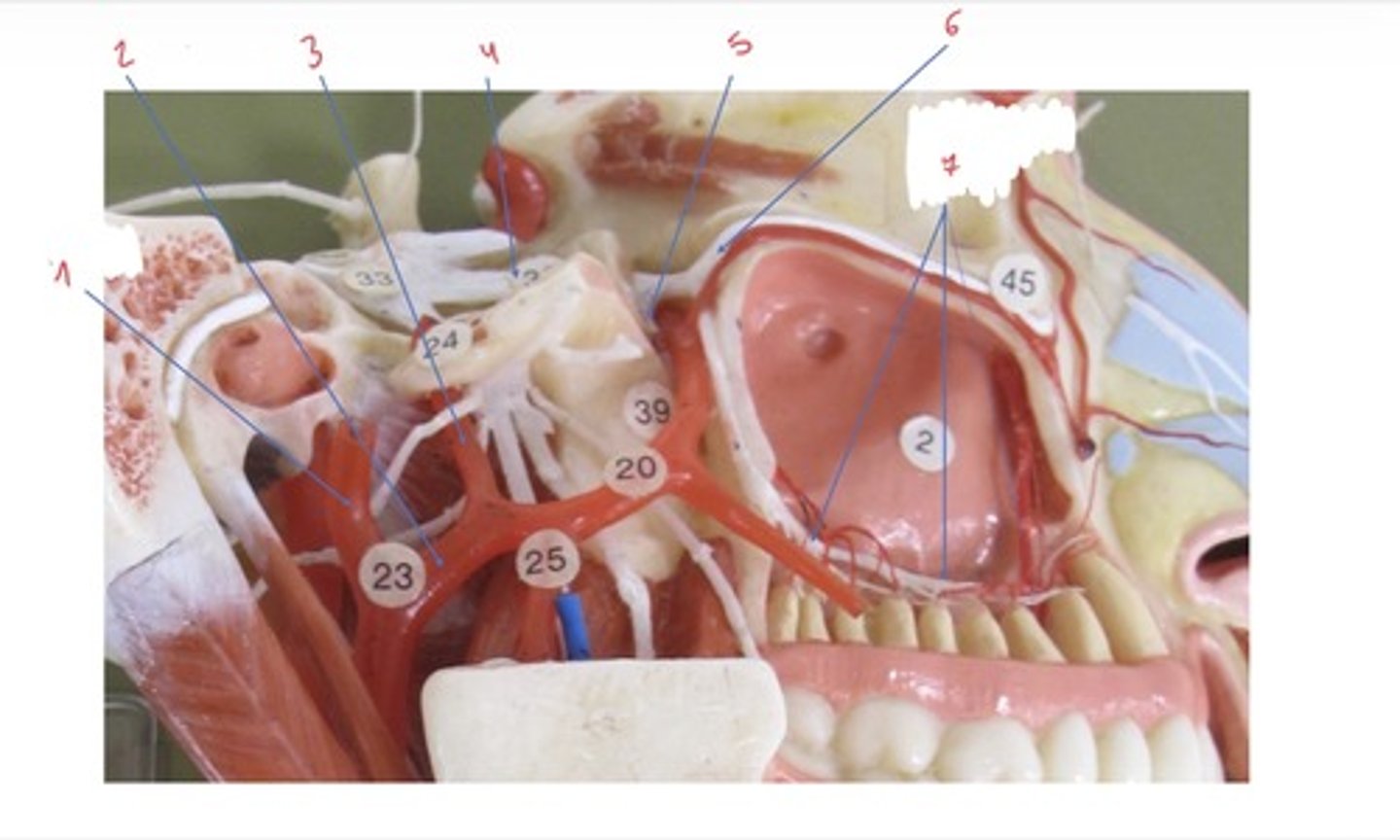 <p>Wat wordt er aangeduid met 5</p>