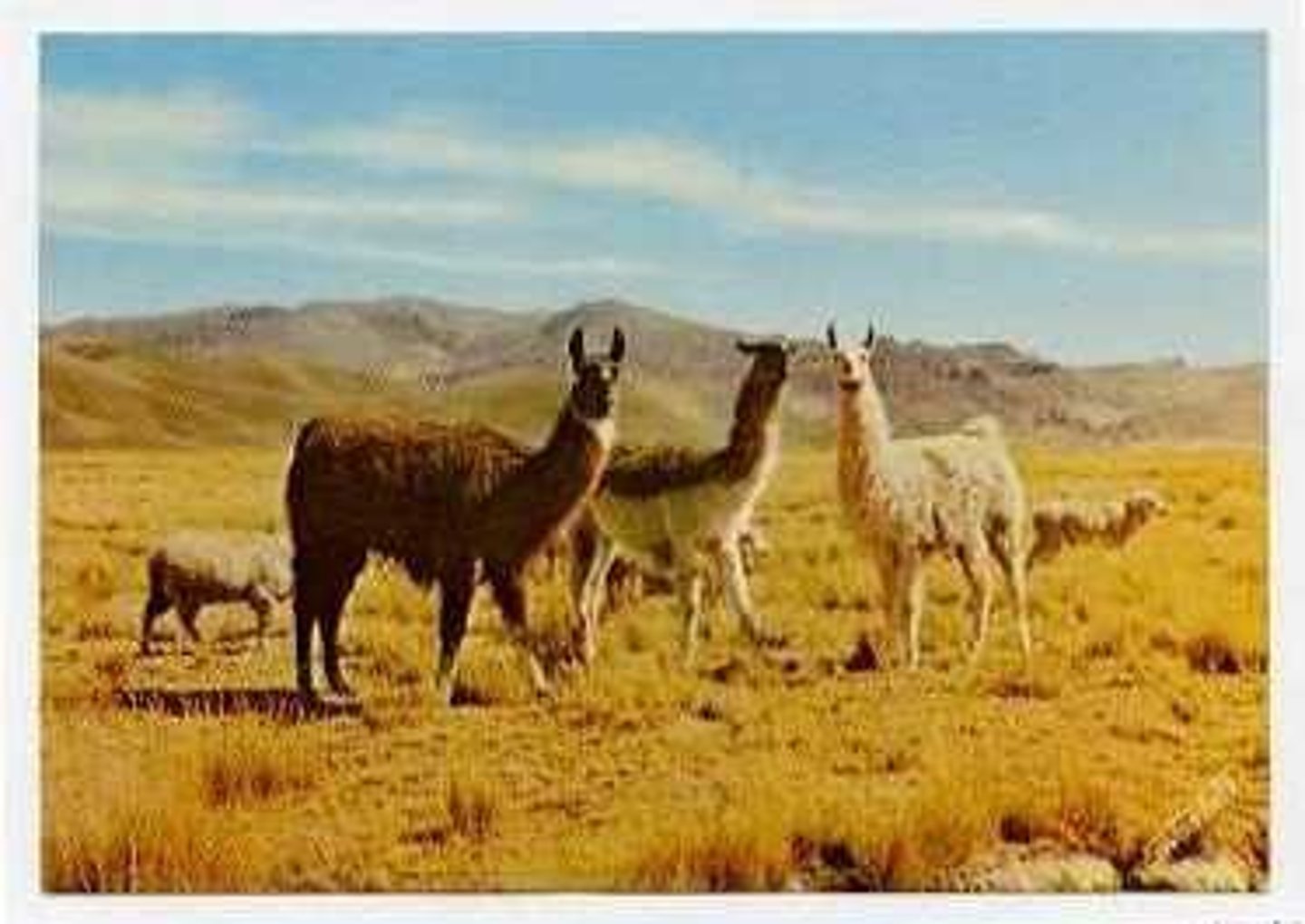 <p>llamas, alpacas, guanacos, vicuñas</p>