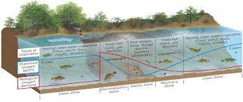 <p>a plot of dissolved oxygen levels versus the distance from a source of pollution, usually excess nutrients and biological refuse</p>
