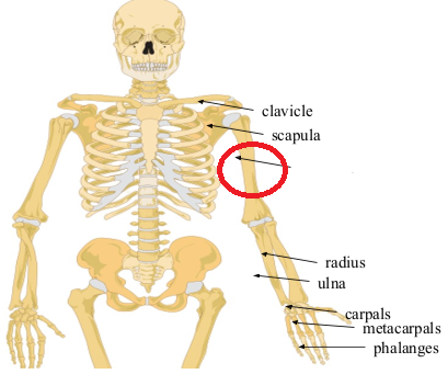 <p>What bone is this?</p>