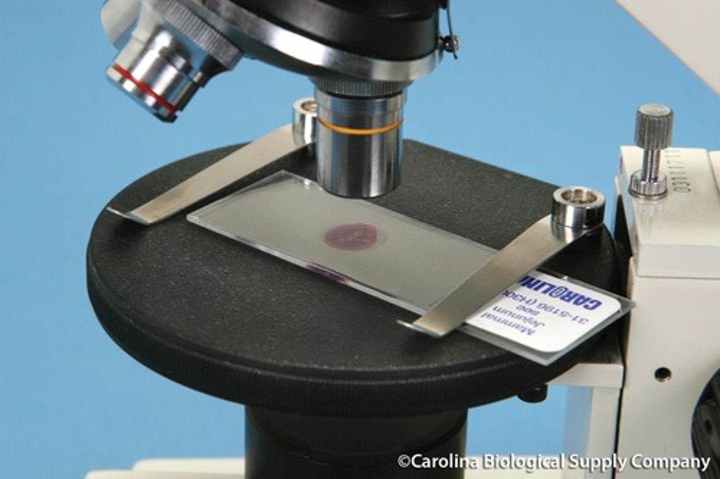 <p>thin piece of glass that you place directly over the opening in the stage and is held in place with stage clips. This is where all of your specimens are mounted</p>