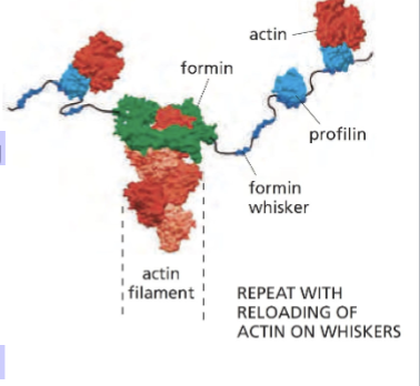 <p>first isolated from the spleen and crystalized with actin monomer in 1977. sequesters actin</p><p>From this early work, it appeared that this compound bound ATP-G-Actin and functioned by sequestering it from the plus-end of F-actin. Extended the lag phase and depleted the monomer in the pyrene actin assay - reduced the number of filaments to be produced</p>