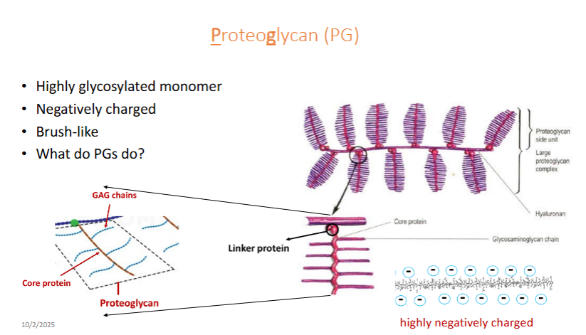 <ul><li><p>Highly glycosylated monomer</p></li><li><p>Negatively charged</p></li><li><p>brush-like</p></li><li><p>Function:</p><ul><li><p>lubricants, shock absorbers space fillers</p></li><li><p>PG highly negatively charged GAG chains attract and trop water (like gel), hydrating, lubricating, and resisting/absorbing mechanical load in tissues.</p></li></ul></li><li><p>Pathological states:</p><ul><li><p>Osteoarthritis: reduced joint cushioning</p></li></ul></li></ul><p></p>