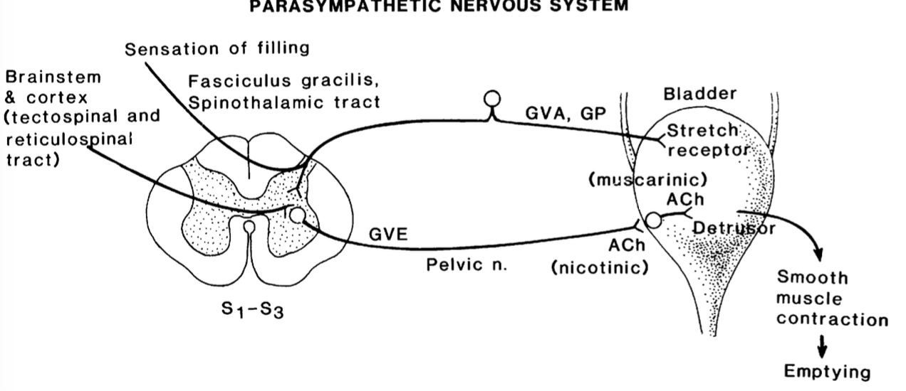 <p>1. stretch receptors in bladder wall carry afferent info about bladder distention to spinal cord</p><p>2. this info is carried along <u>spinothalamic and fasciculus gracilis</u> to CNS</p><p>3. CNS decides if appropriate time or not for urination send info via <u>tectospinal and reticulospinal</u> tract</p>