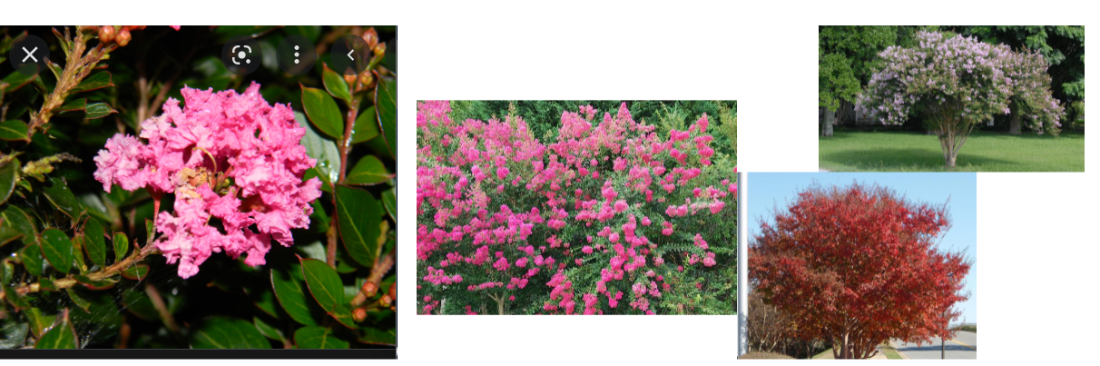 -long dark green leaves
-funky looking flowers
-can be a tree or shrub