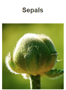 <p>Sepals</p>