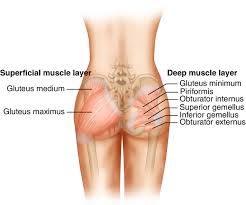 <p><span><span>the large gluteal muscles</span></span></p>
