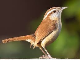 <p>What bird is this?</p>