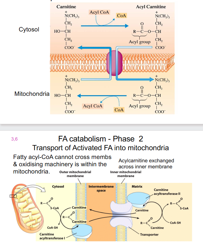 <p>- Transport of Activated FA into mitochondria</p><p>- Fatty Acyl-CoA cannot cross membs and oxidising machinery is within the mitochondria</p><p>- acylcarnitine exchanged across inner membrane</p><p>- carnitine carrier: fatty acyl group now attached to carnitine</p><p>- Fatty acyl group then transferred back to CoA, removing fatty acyl-CoA</p>