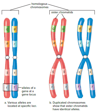 Homologous chromosomes.