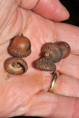 <p>Scientific Name</p>