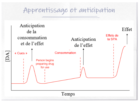 <ul><li><p>Voir image </p></li><li><p>Même à l’anticipation, il y a déjà un effet, prépare la personne à consommer</p></li><li><p>Anticipation de l’effet</p></li><li><p>Effet réel</p></li><li><p>**C’est dans un processus complexe et cognitif qui amène l’individu ;a la consommation et à l’effet réel de la substance </p></li></ul><p></p>