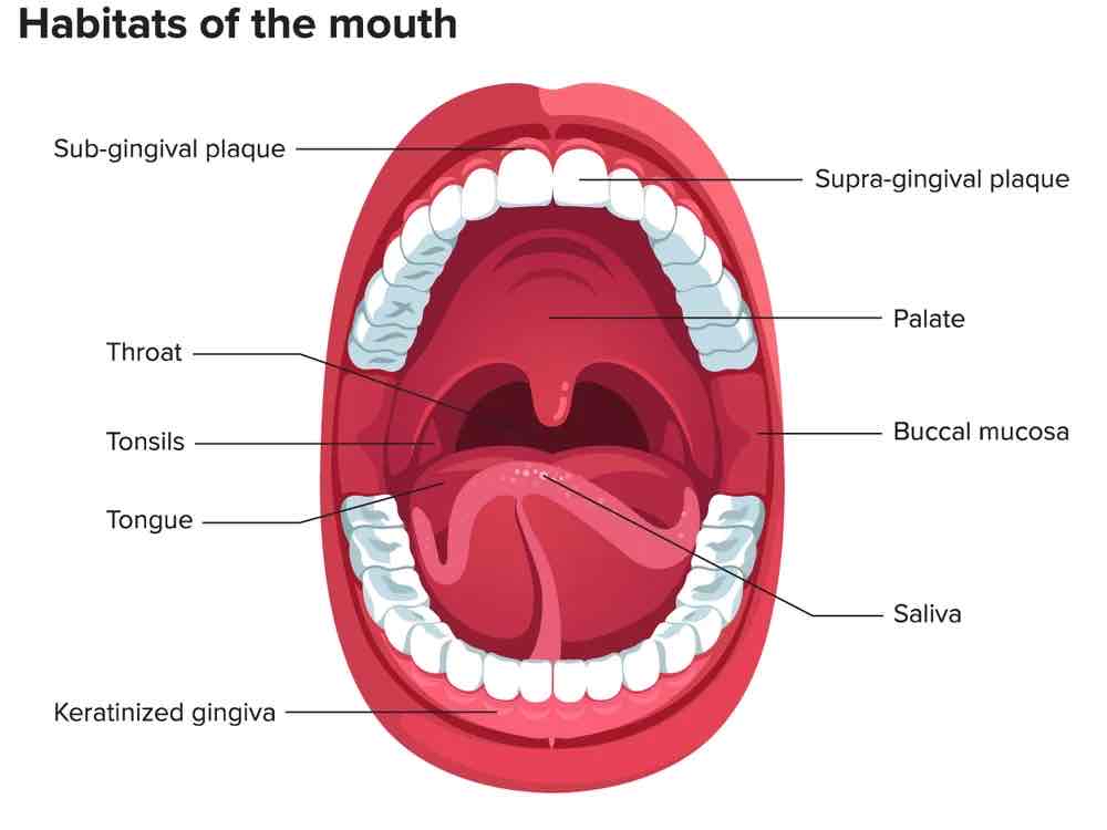 <p>Mouth</p>
