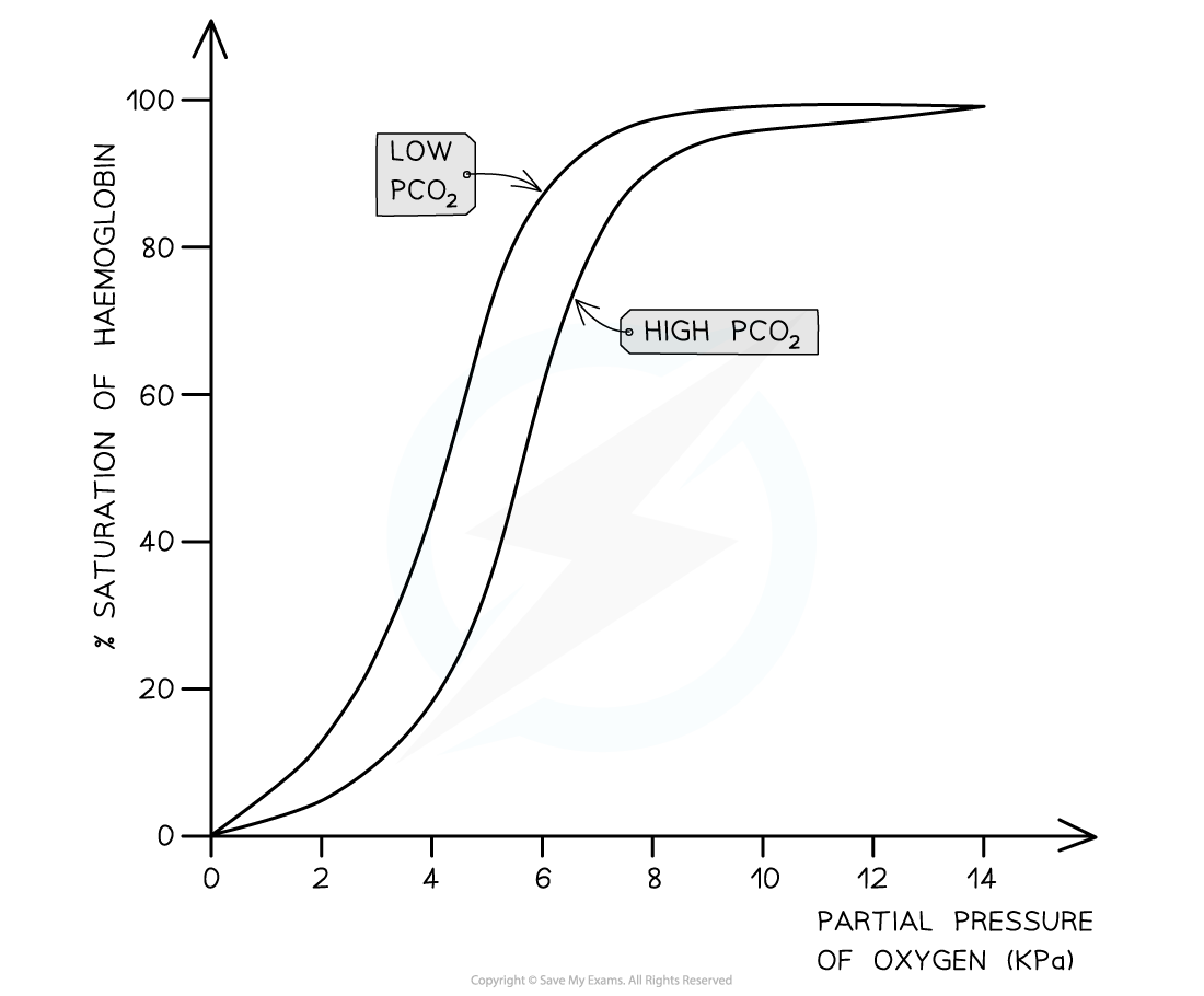 <p>B3.1.12 Bohr Shift</p>