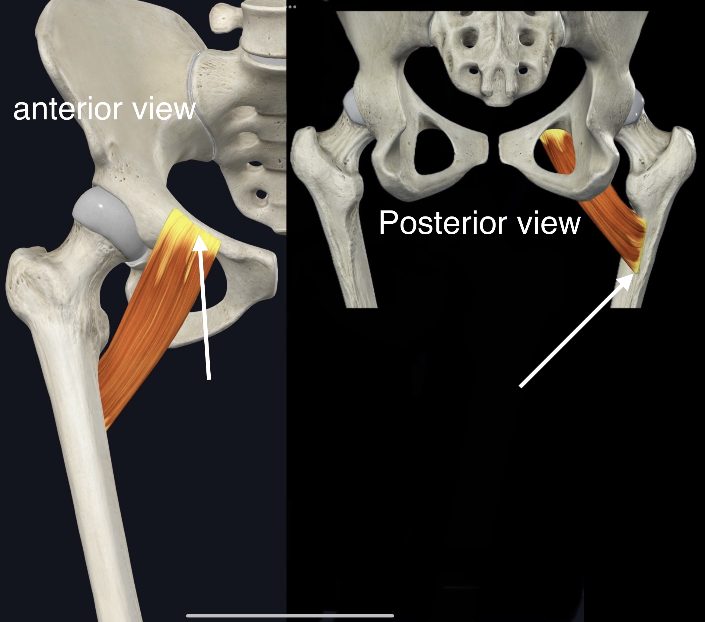 <p>Name the muscle, origin and insertion</p>