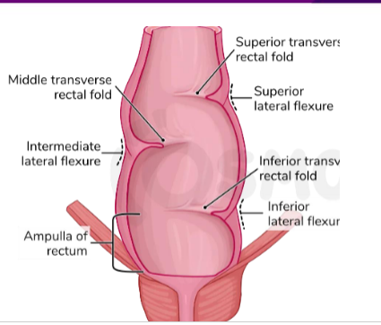 <p><span><span>Superior rectal valve - upper convexity on the left side of the rectum</span></span></p><p><span><span>Middle rectal valve - intermediate convexity on the right side</span></span></p><p><span><span> Inferior rectal valve - lower convexity on the left side of the intestine</span></span></p><p><span><span>** help reduce direct pressure on anal canal</span></span></p>