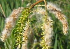 <p><span>Small, yellowish, pear-shaped capsules that contain numerous seeds with a fluffy, white, downy filament.</span></p>
