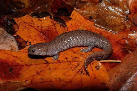 <p>Streamside Salamander </p>