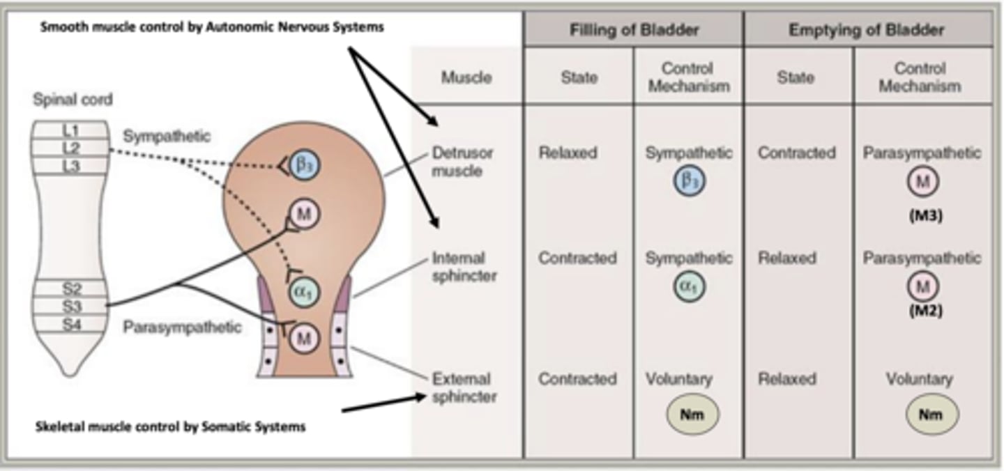 <p>with urge incotinence, there is over activation of M3 muscarinic receptors in bladder detrusor muscle </p><p>- detrusor muscle contracts regardless of how much urine is stored </p>