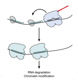 <p>binds the primary sRNA</p>