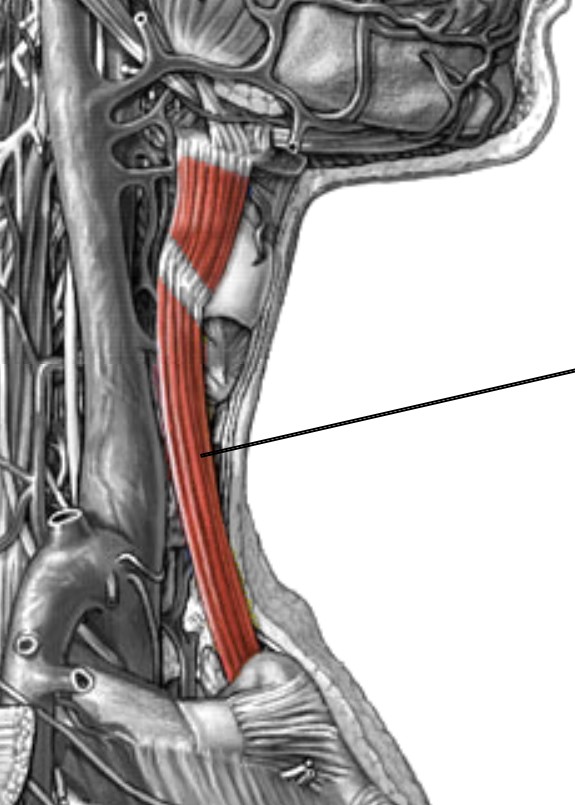<p>Which anterior muscle of the neck is:</p><ul><li><p>Attach to sternum, thyroid, and hyoid</p></li><li><p>Action: depress hyoid to stabilize</p></li><li><p>Nerve: <span style="color: yellow;">C1-C3</span> nerve roots</p></li></ul><p></p>