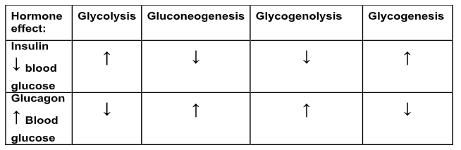 <p>- insulin and glucagon signal via different pathways: overall results in phosphorylating/dephosphorylating target proteins</p><p>- Insulin signalling via RTK. commonly dephosphorylates target</p><p>- glucagon triggers cAMP-mediated phosphorylation in liver ... commonly phosphorylates target</p>