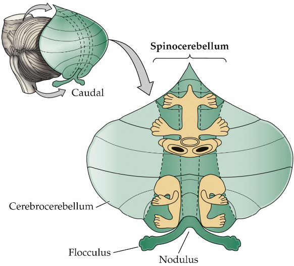 <ul><li><p>spinocerebellum contains topographic maps for sensory inputs</p></li><li><p>fractured = areas of the body appear several times</p></li><li><p>inputs are ipsilateral </p><ul><li><p>brain inputs are contralateral</p></li></ul></li></ul><p></p>