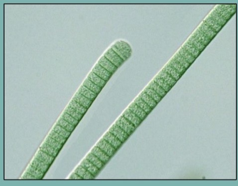 <p>Filamentous Cyanobacteria are called what</p>