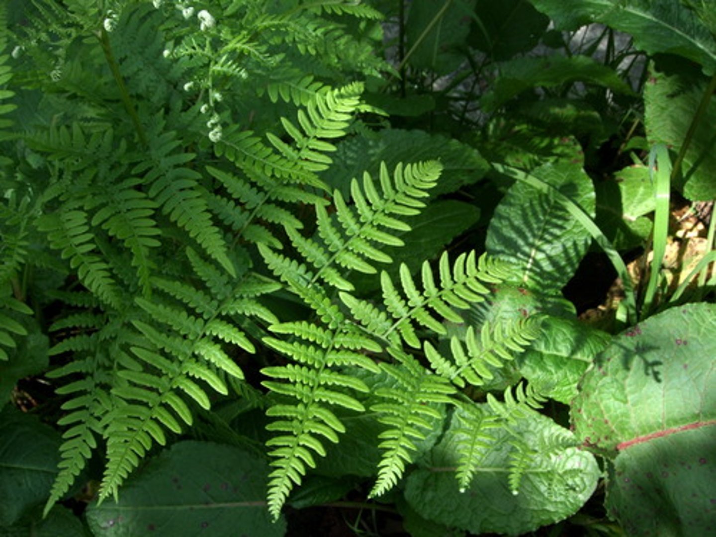 <p>grow in single blades. halfway up stipe pinna develop. Pinna are rounded and and short, growing in triangular formations. sori are rarely seen.</p>