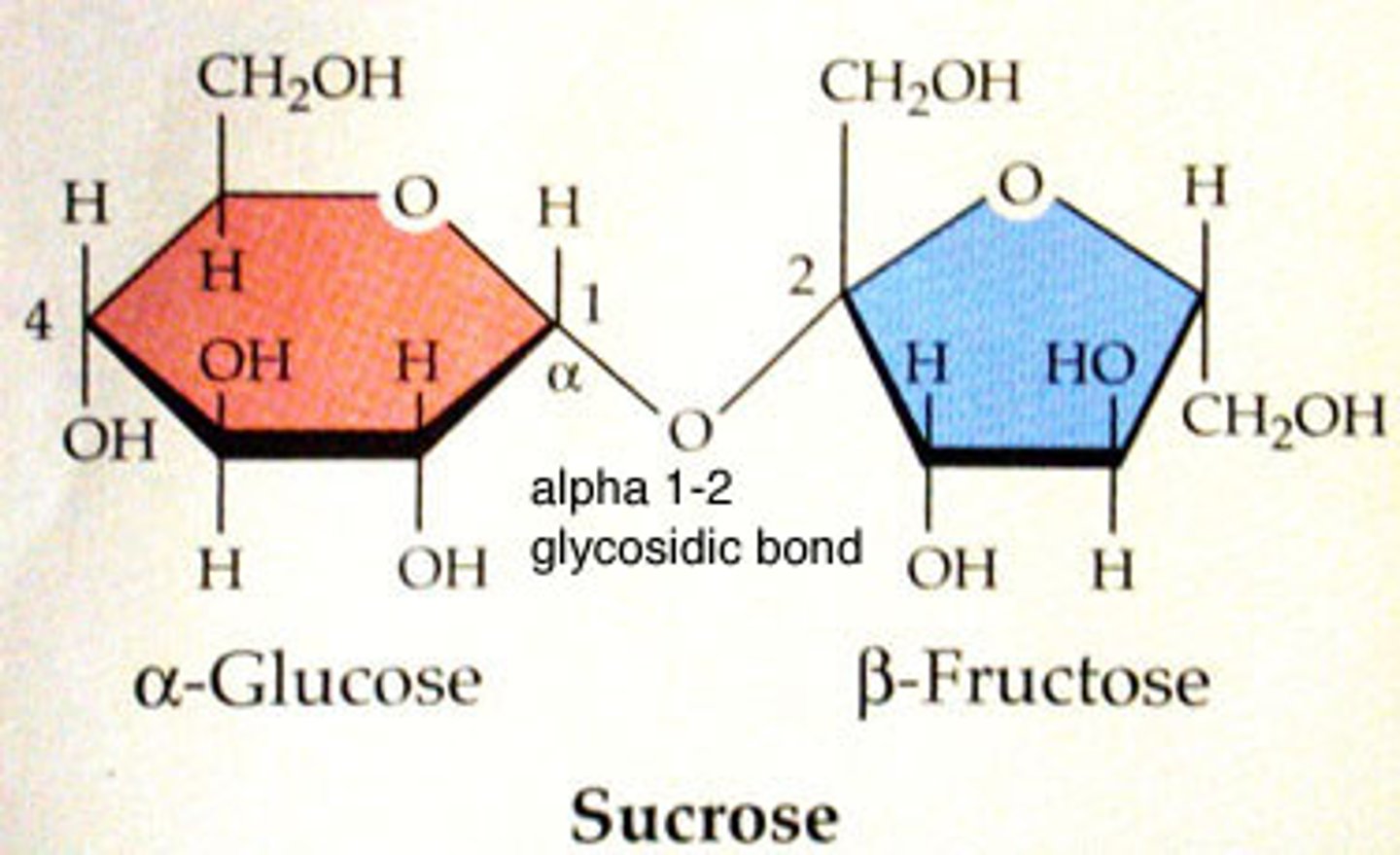 <p>(a)glucose + (b)fructose (alpha 1,2)</p>