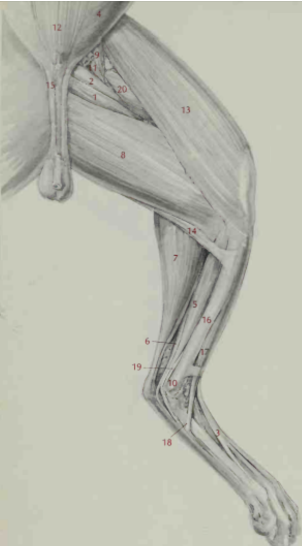 <p>Superficial muscles of the hindlimb, medial</p>