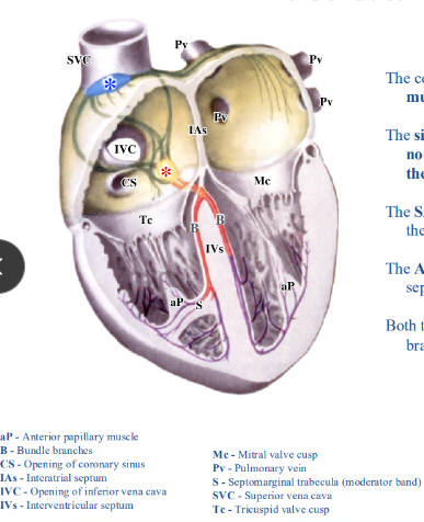 <p>-entirely specialized cardiac muscle cells</p><p>-microscopic</p><p>-SA node and AV node responsible for initiating and coordinating the heartbeat</p><p>-SA node (blue asterisk): at junction of superior vena cava and the right atrium</p><p>-AV node (red asterisk): located in interatrial septum near the opening of the coronary sinus</p><p>-both SA and AV nodes usually supplied by branches of the right coronary artery</p>