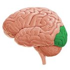 <p>occipital</p>