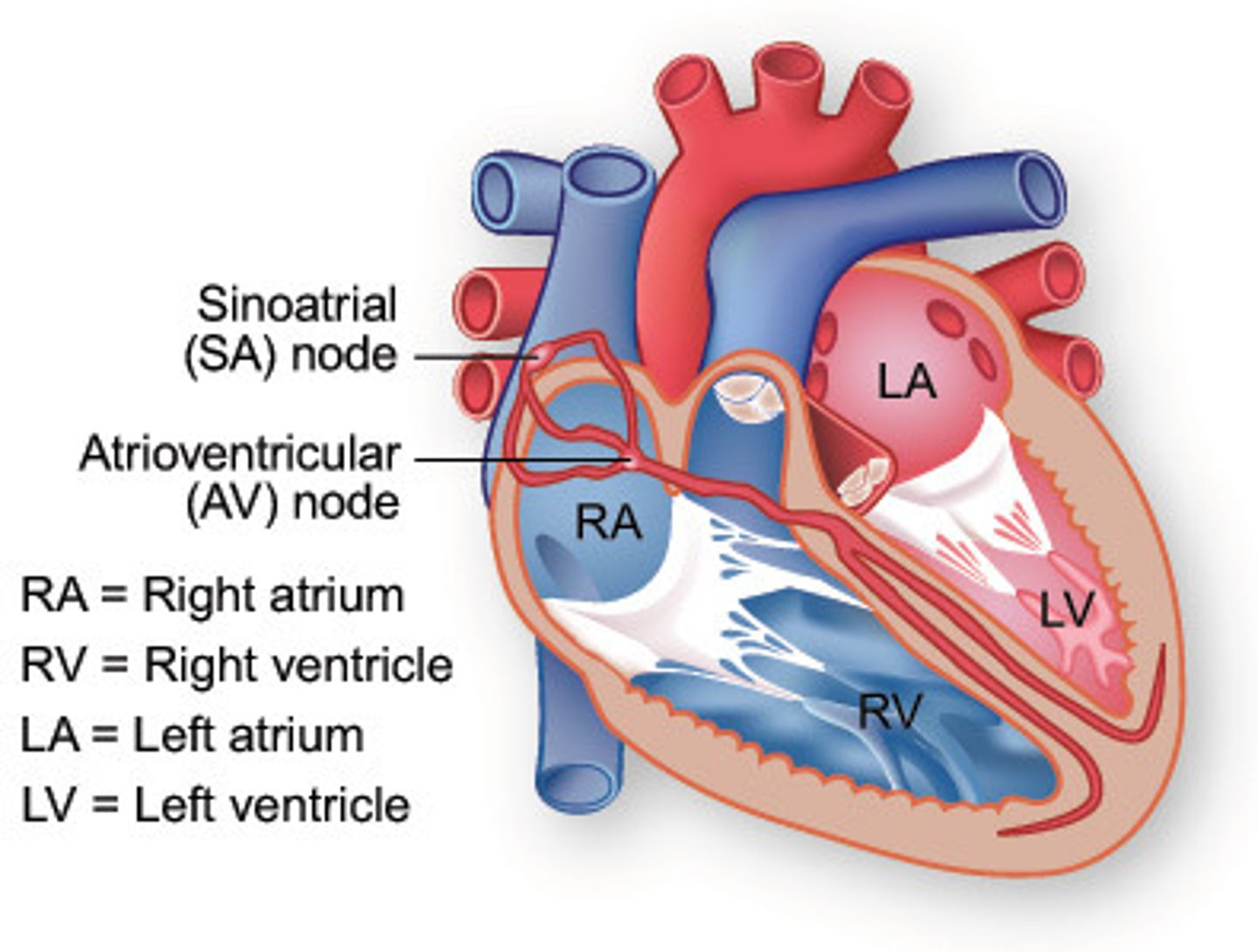 <p>region of the right atrium containing specialized tissues that send electrical pulses to the heart muscle causing it to contract</p>