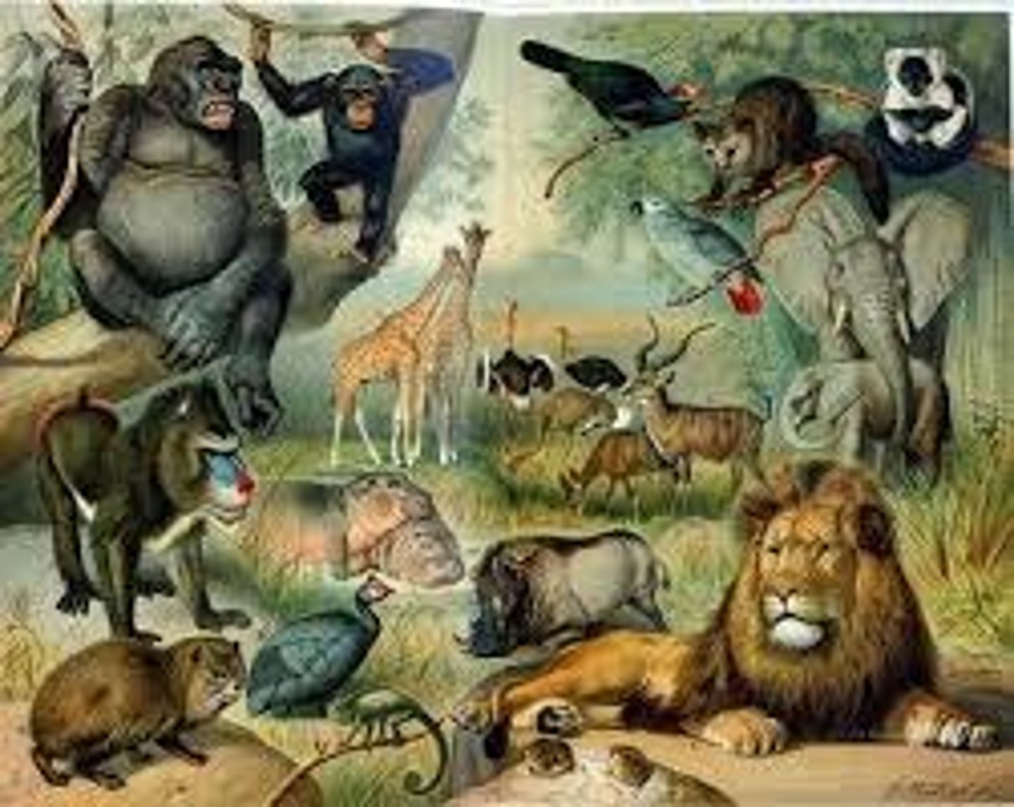 <p>Hệ động vật</p>