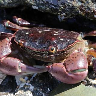 <p>Purple shore crab</p>