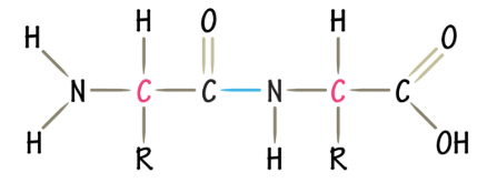 <p>Dehydration reaction between the N and C terminus of aa</p>